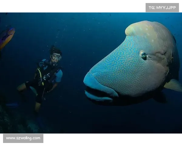 深海之境探秘冰鳞蓝鱼的神秘旅程与生命奇观