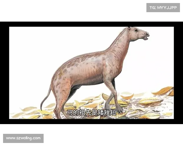 马的脚趾与其他动物脚趾的结构差异及其进化意义解析 马的脚趾与其他动物脚趾的结构差异及其进化意义解析