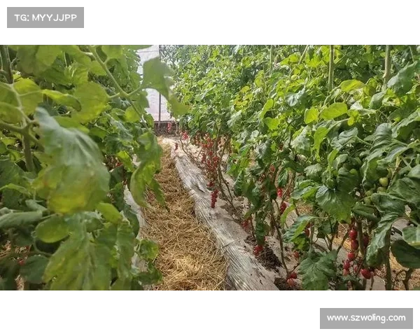 高地红石榴种植全攻略 打造丰收美果的关键秘诀与技巧