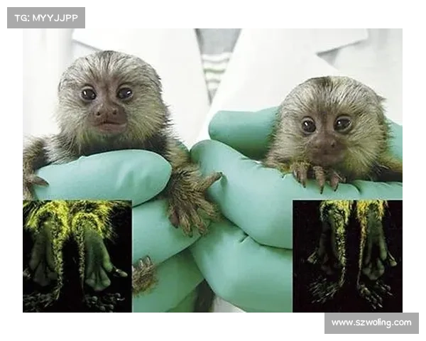 神兽森林秘境探险指南：探索隐藏千年的古老传说与神秘生物